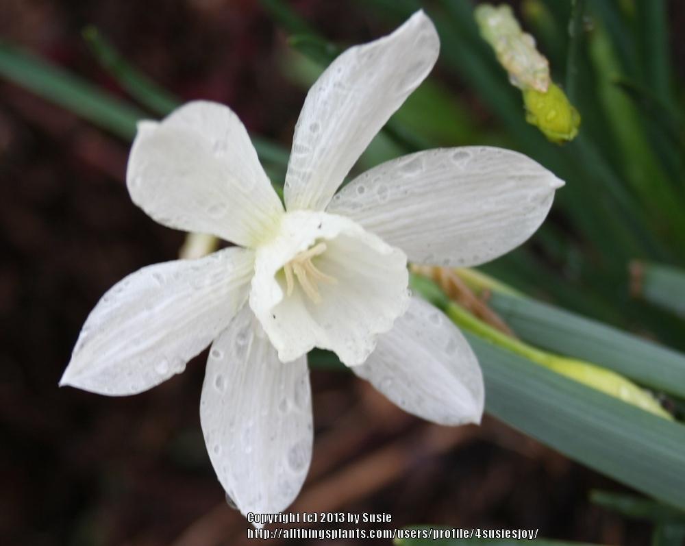 Photo of Triandrus Daffodil (Narcissus 'Thalia') uploaded by 4susiesjoy