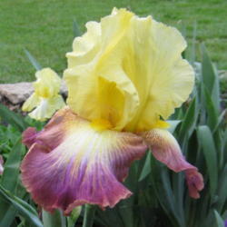 Location: My garden in Northwest Arkansas
Date: 2013-05-20