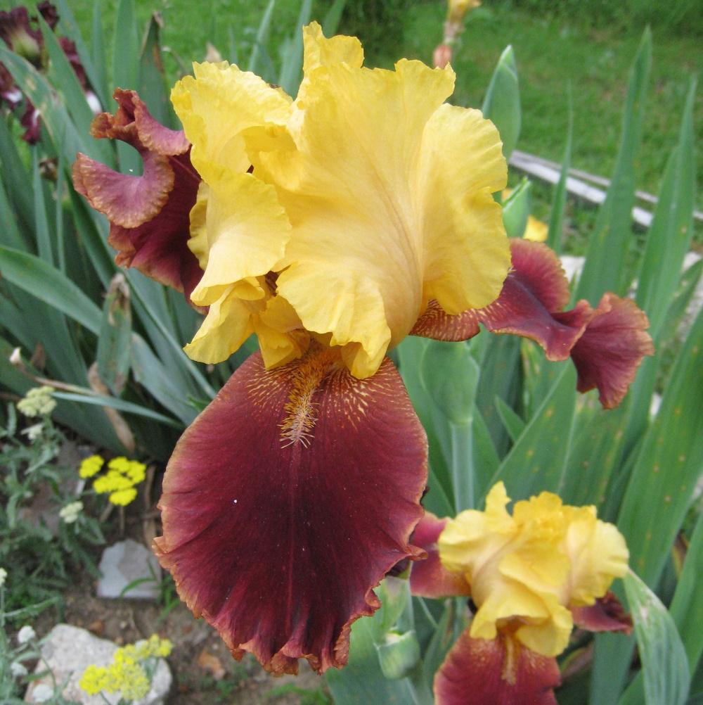Photo of Tall Bearded Iris (Iris 'Mexican Holiday') uploaded by Dodecatheon3