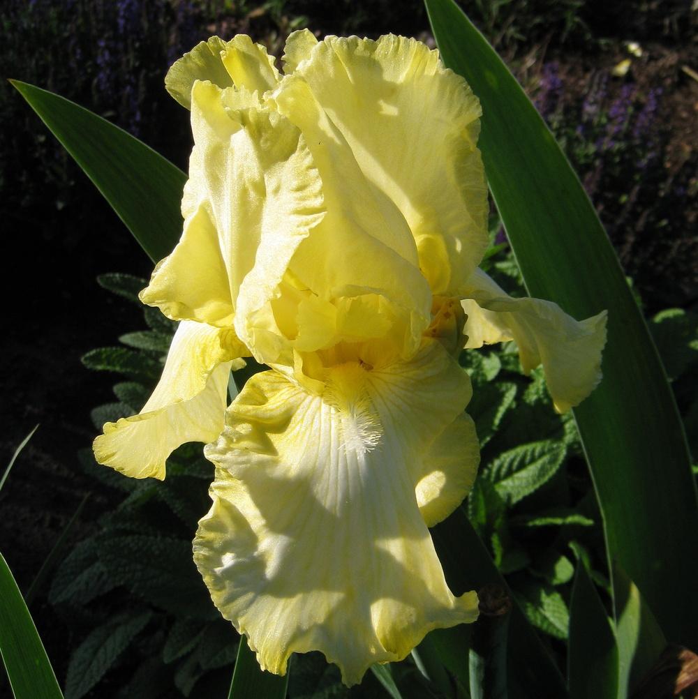 Photo of Tall Bearded Iris (Iris 'Summer Olympics') uploaded by Dodecatheon3