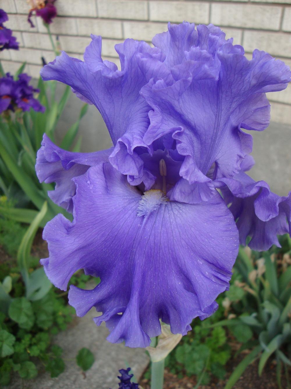 Photo of Tall Bearded Iris (Iris 'Sea Power') uploaded by Paul2032