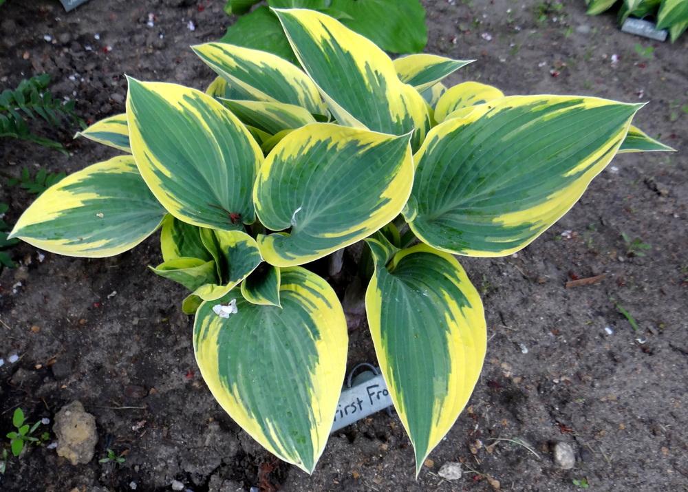 Photo of Hosta 'First Frost' uploaded by Tepelus