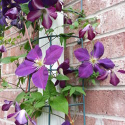 
Date: 2013-04-27
Walenburg and Jackmanii growing on downspout trellis