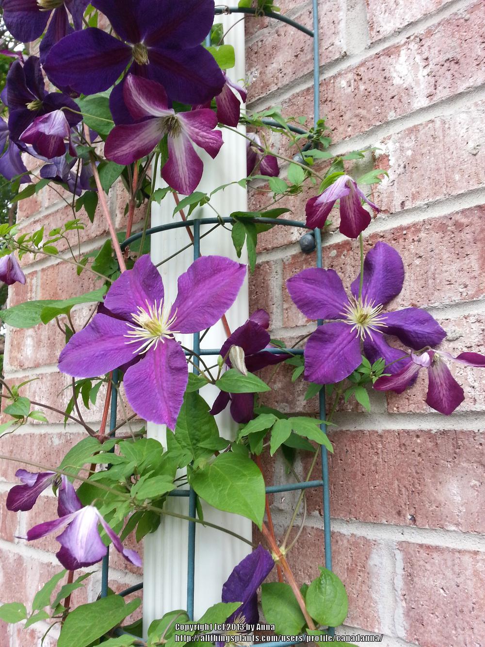 Photo of Clematis (Clematis viticella 'Walenburg') uploaded by canadanna