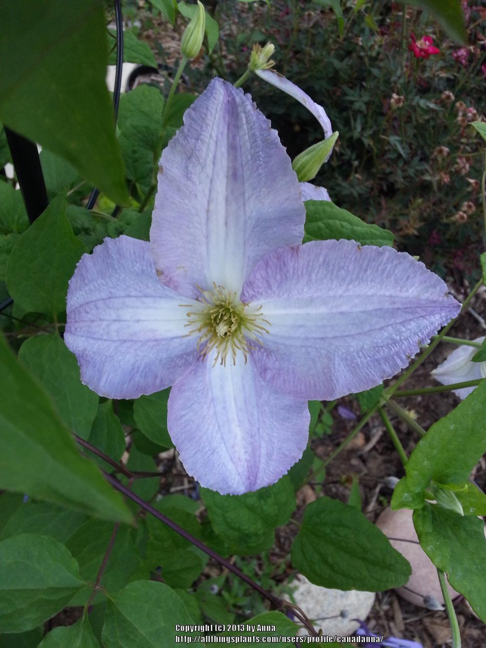 Photo of Clematis 'Dominika' uploaded by canadanna
