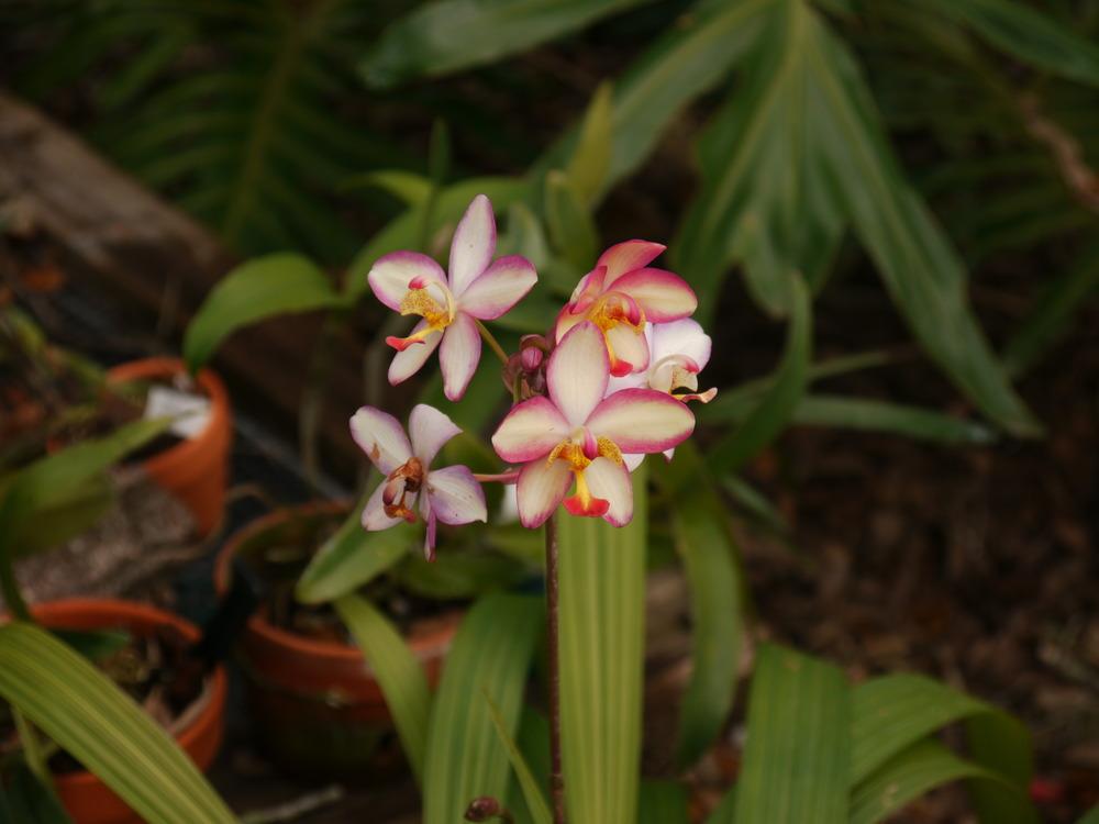 Photo of Philippine Ground Orchid (Spathoglottis plicata) uploaded by dyzzypyxxy