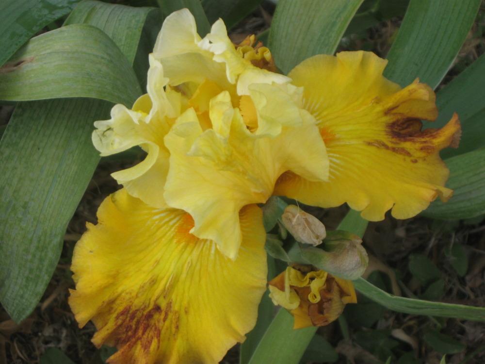 Photo of Tall Bearded Iris (Iris 'New Day Dawning') uploaded by enidcandles