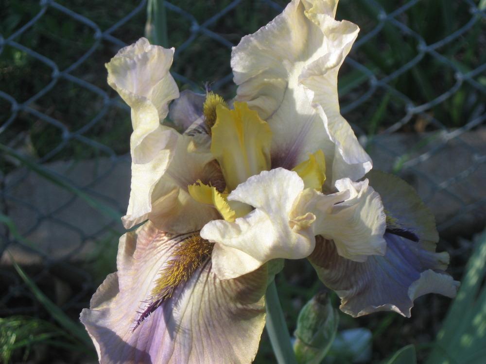 Photo of Tall Bearded Iris (Iris 'Thornbird') uploaded by enidcandles