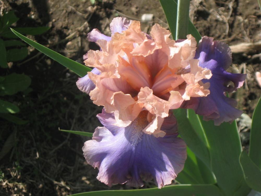 Photo of Tall Bearded Iris (Iris 'Florentine Silk') uploaded by enidcandles