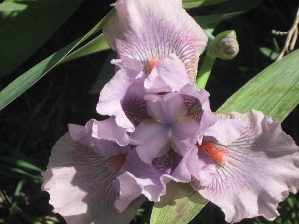 Photo of Intermediate Bearded Iris (Iris 'Western Sage') uploaded by enidcandles