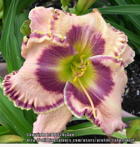 Photo of Daylily (Hemerocallis 'Count Your Assets') uploaded by farmerbell