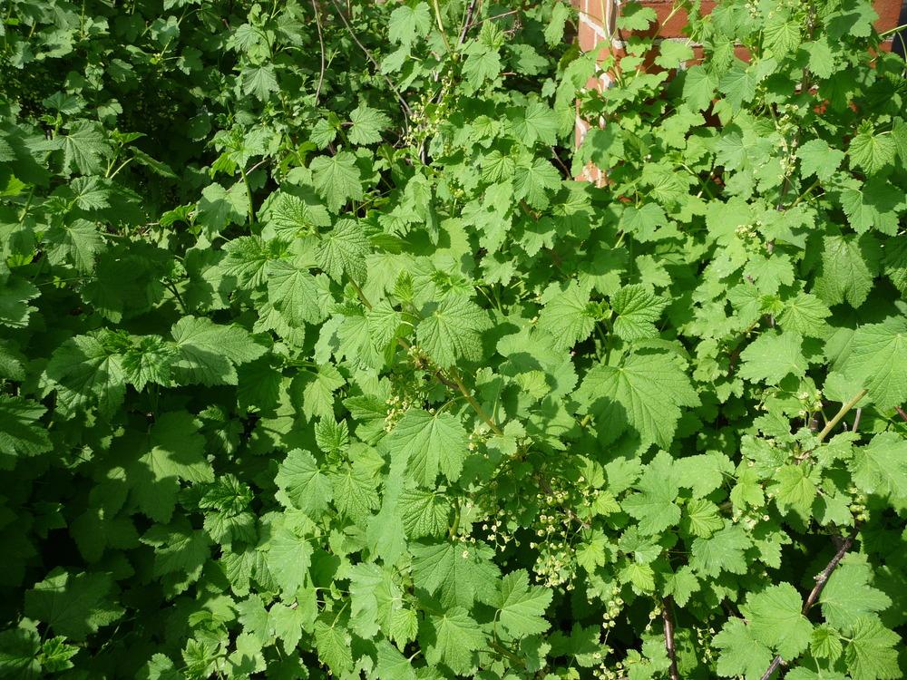 Photo of White Currant (Ribes rubrum 'White Imperial') uploaded by gardengus
