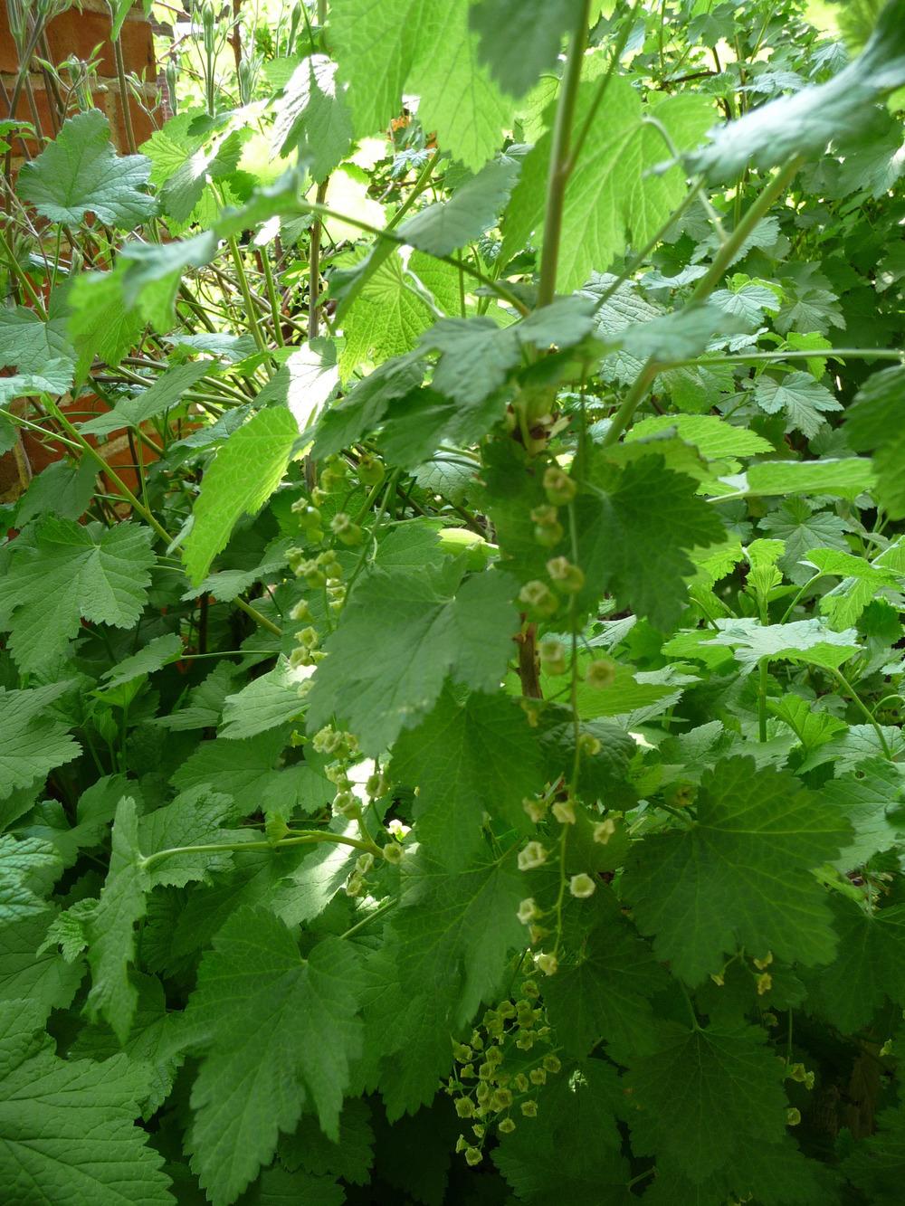 Photo of White Currant (Ribes rubrum 'White Imperial') uploaded by gardengus