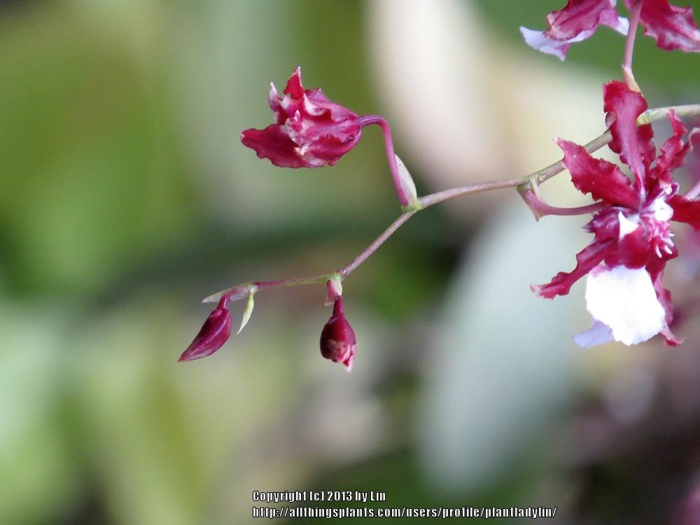 Photo of Chocolate Orchid (Oncidium Sharry Baby) uploaded by plantladylin