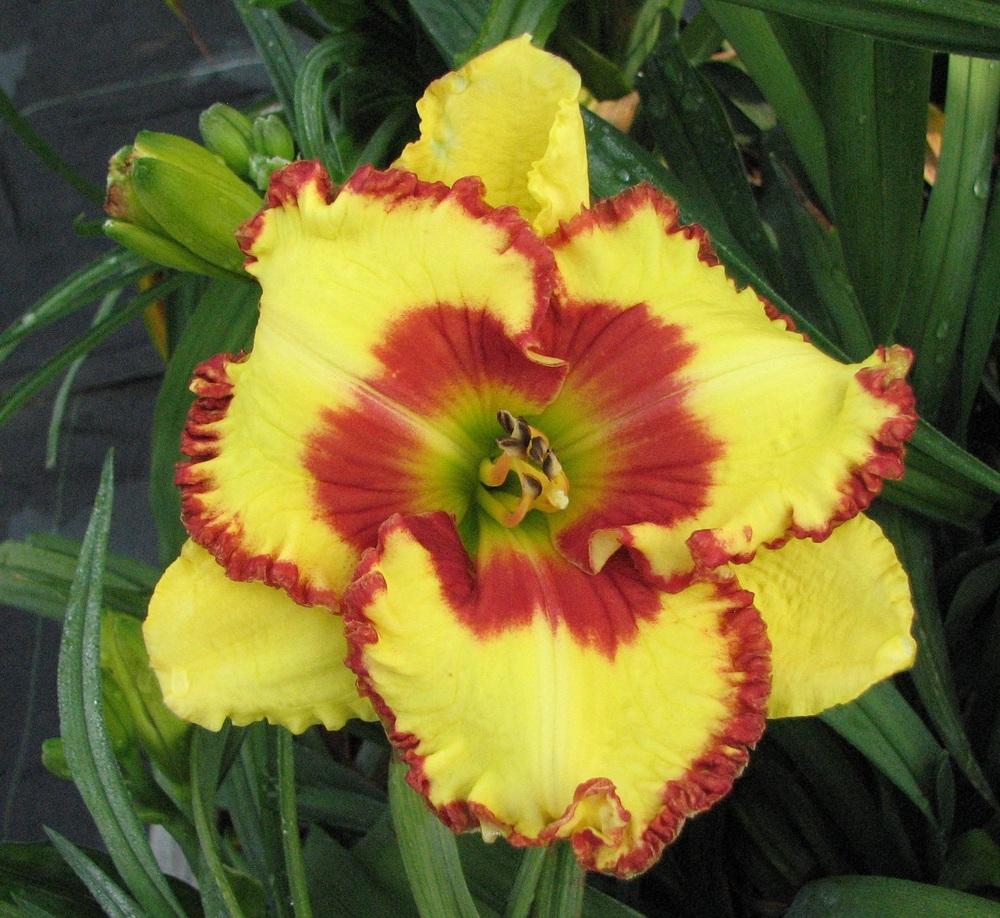 Photo of Daylily (Hemerocallis 'Magic Attraction') uploaded by tink3472