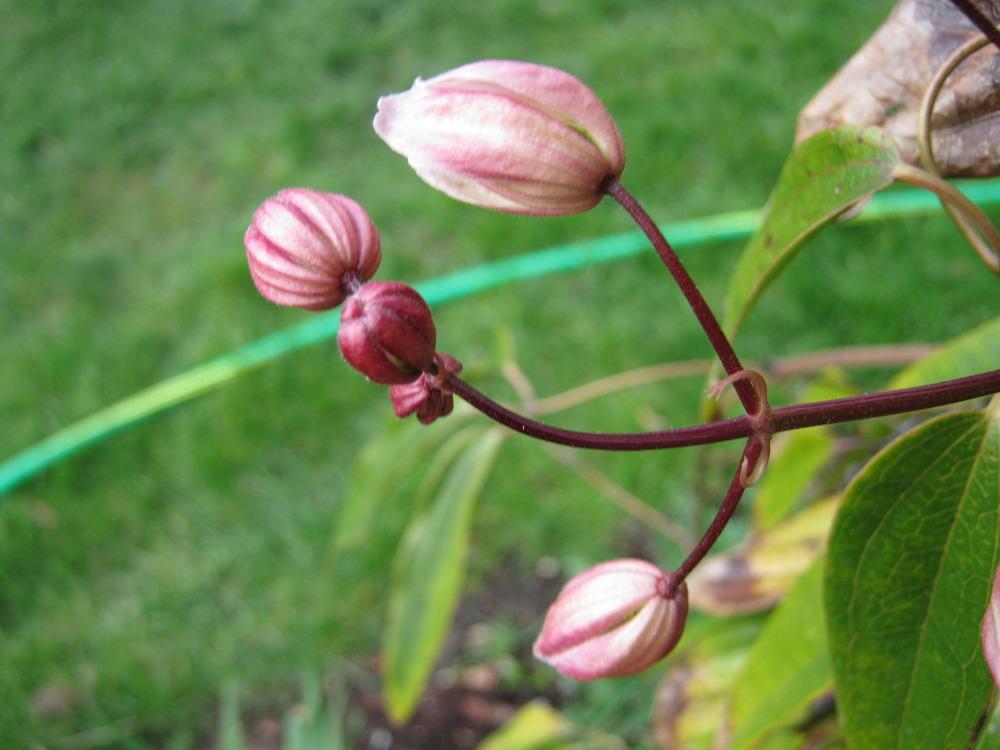 Photo of Clematis (Clematis armandii 'Apple Blossom') uploaded by Bonehead