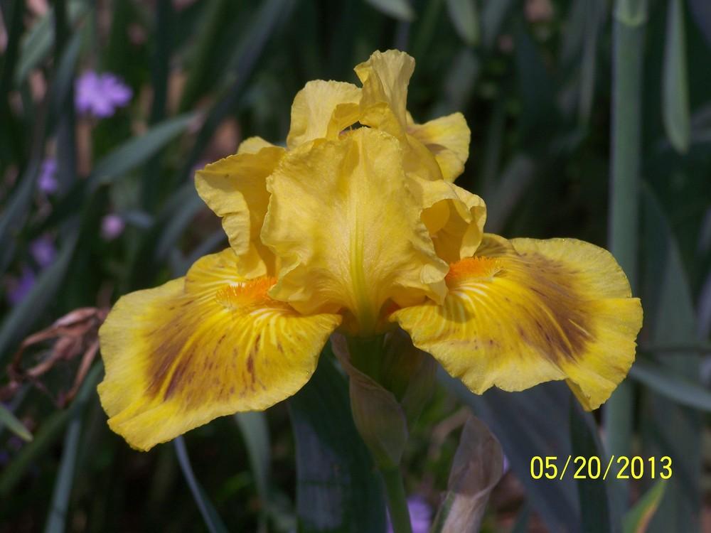 Photo of Intermediate Bearded Iris (Iris 'Finsterwald') uploaded by Misawa77