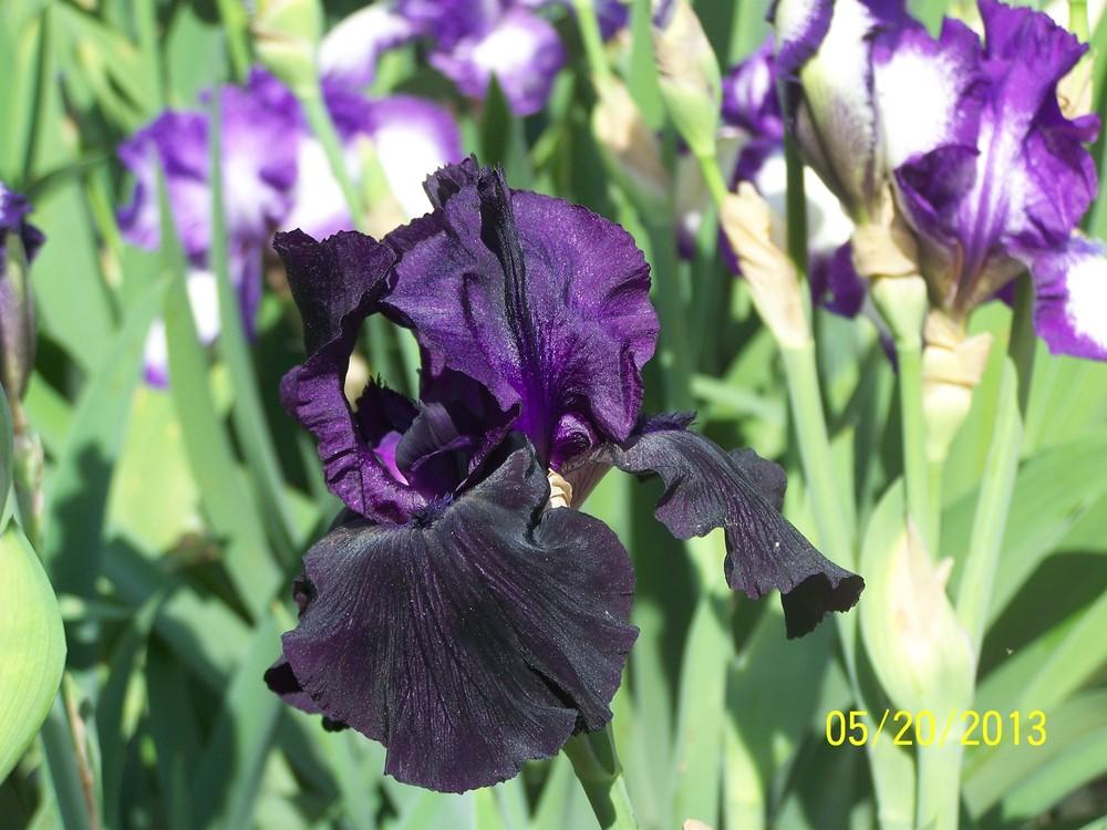 Photo of Tall Bearded Iris (Iris 'Sambuca') uploaded by Misawa77