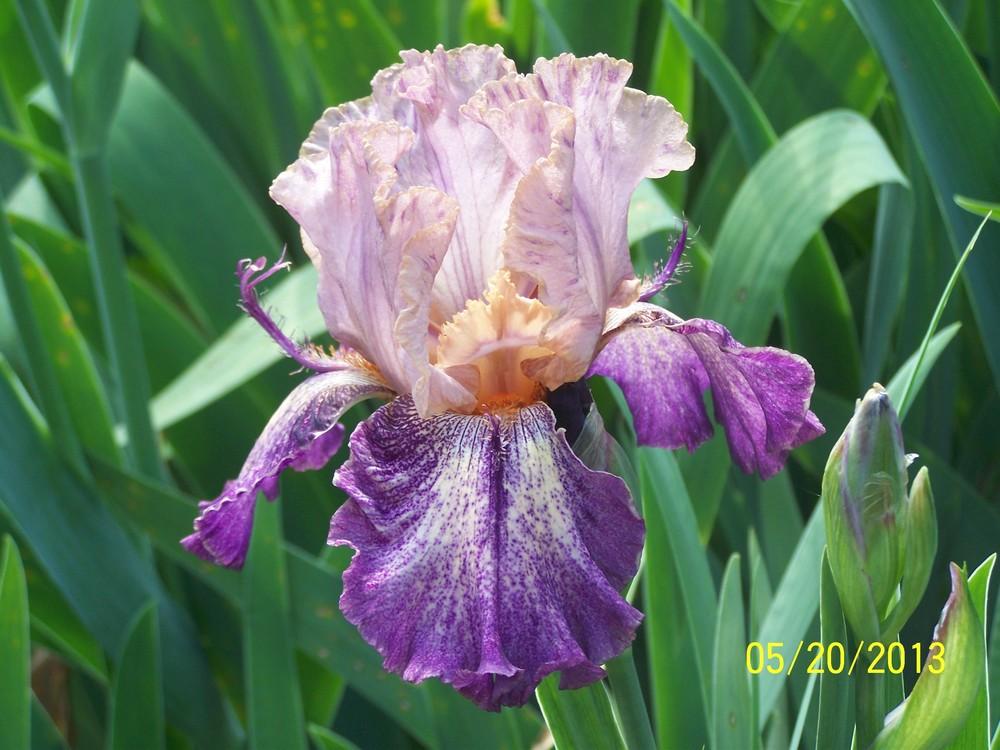 Photo of Tall Bearded Iris (Iris 'Doctor No') uploaded by Misawa77