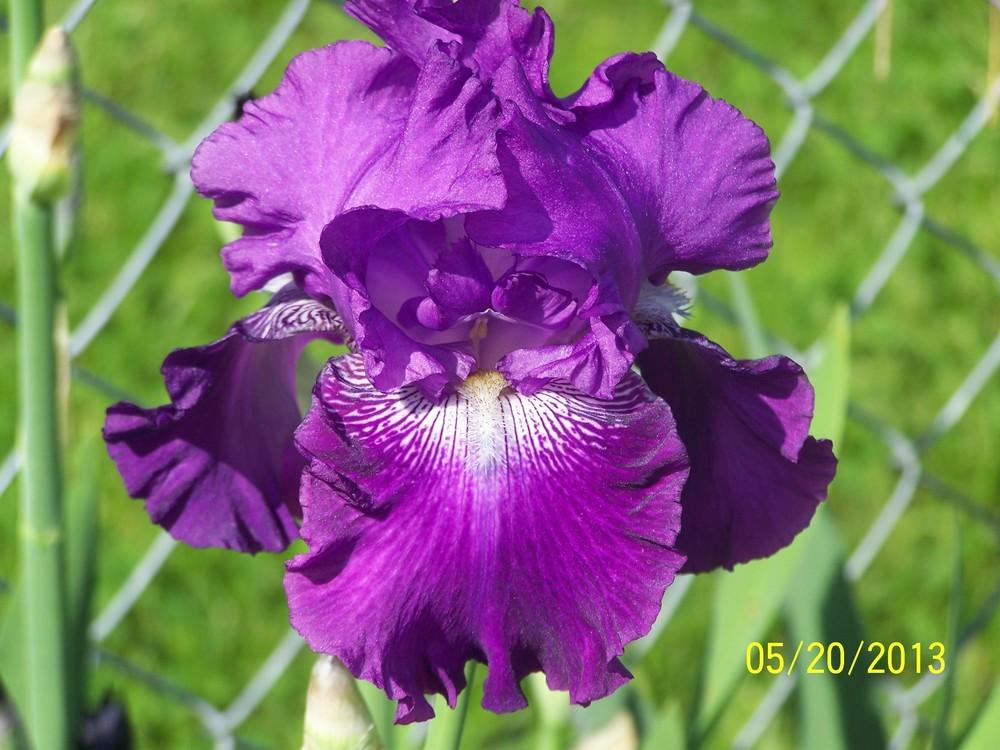 Photo of Tall Bearded Iris (Iris 'Rich Man') uploaded by Misawa77