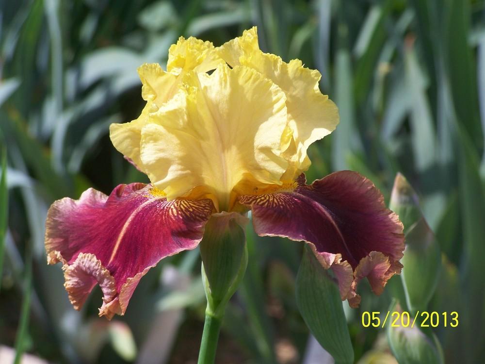 Photo of Tall Bearded Iris (Iris 'Indoctrination') uploaded by Misawa77