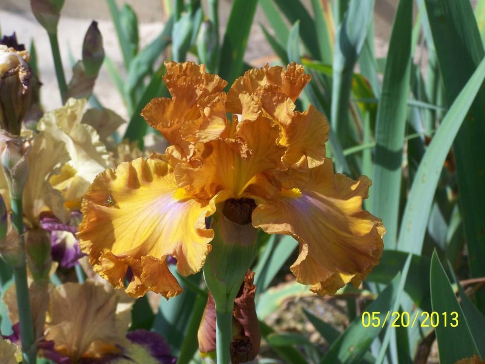 Photo of Tall Bearded Iris (Iris 'Erotic Touch') uploaded by Misawa77