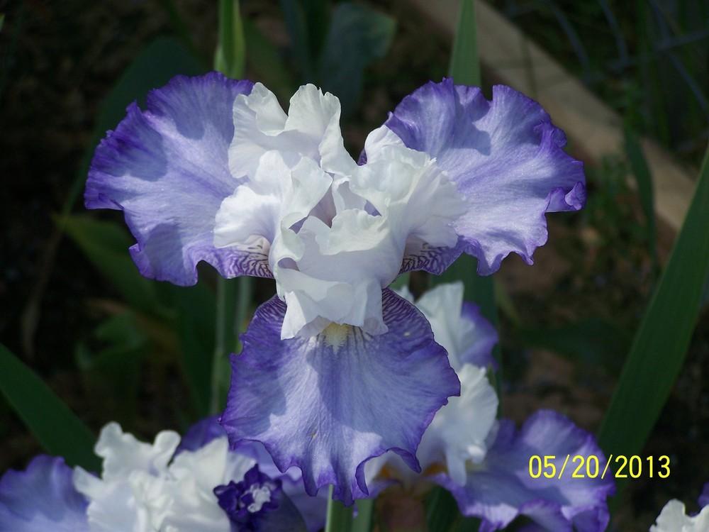 Photo of Tall Bearded Iris (Iris 'Coulee Breeze') uploaded by Misawa77