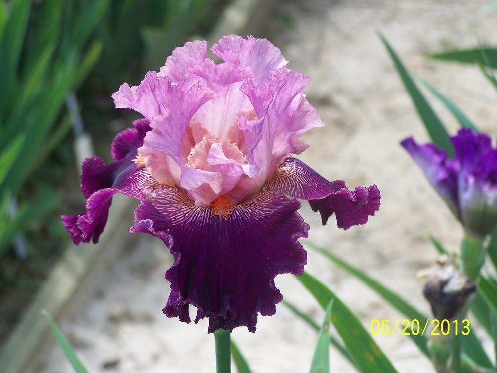 Photo of Tall Bearded Iris (Iris 'St Louis Jazz') uploaded by Misawa77