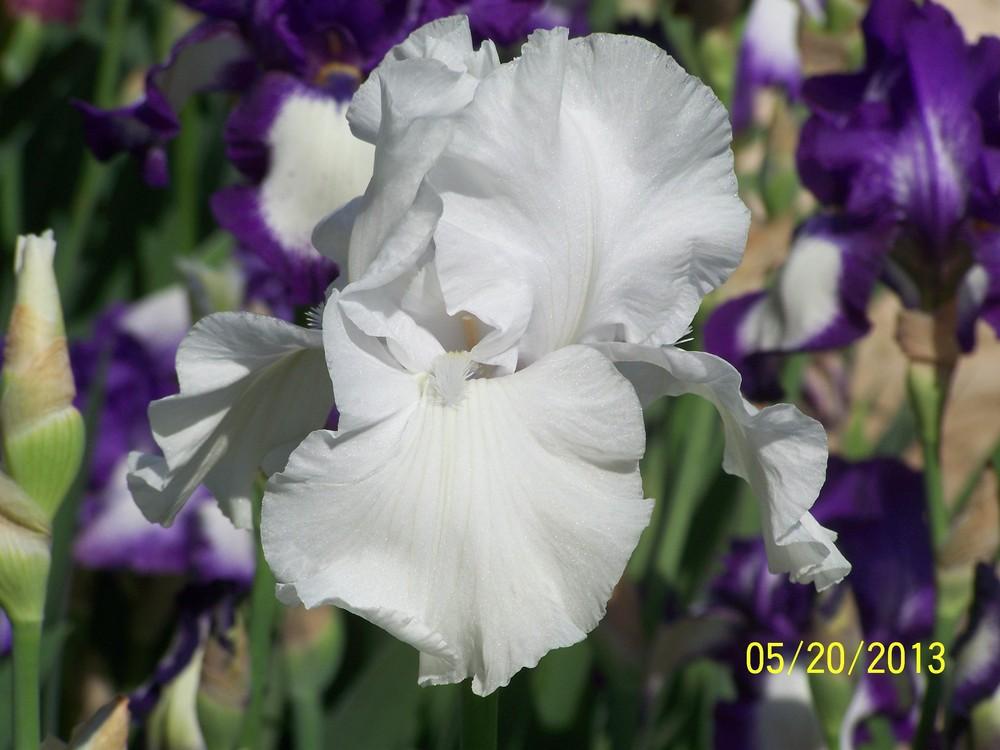 Photo of Tall Bearded Iris (Iris 'San Juan Silver') uploaded by Misawa77