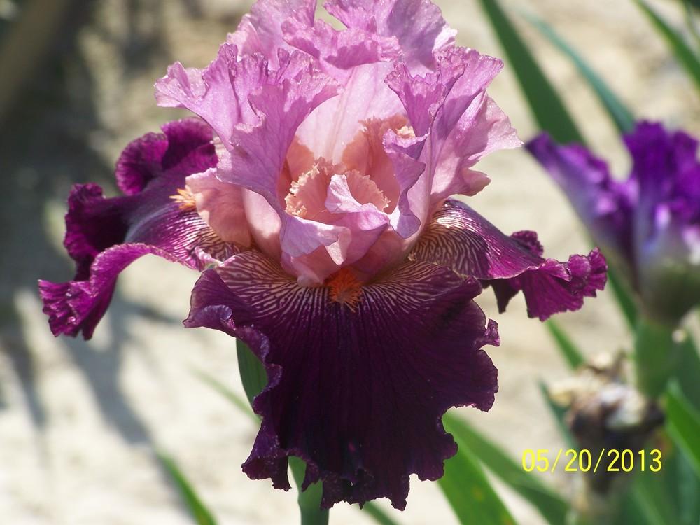 Photo of Tall Bearded Iris (Iris 'St Louis Jazz') uploaded by Misawa77