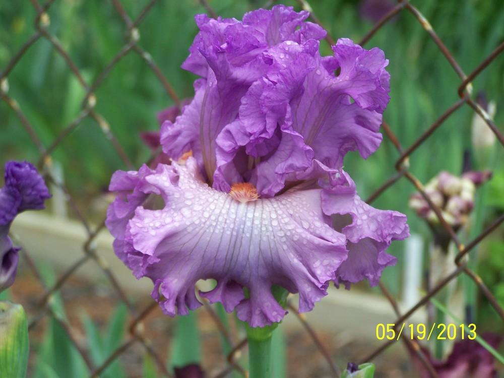 Photo of Tall Bearded Iris (Iris 'Edifice') uploaded by Misawa77