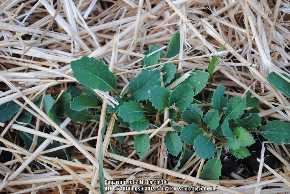 Photo of Kale (Brassica oleracea 'Lacinato') uploaded by chelle