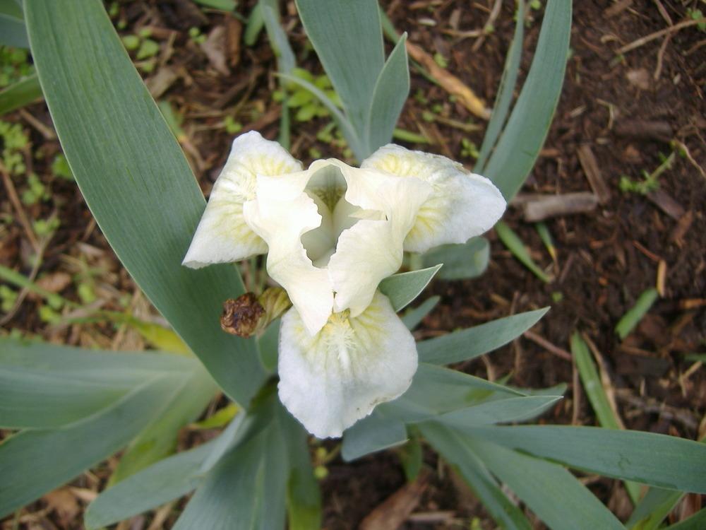Photo of Standard Dwarf Bearded Iris (Iris 'Aqua Star') uploaded by tveguy3