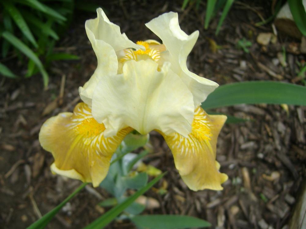 Photo of Intermediate Bearded Iris (Iris 'Gypsy Gem') uploaded by tveguy3