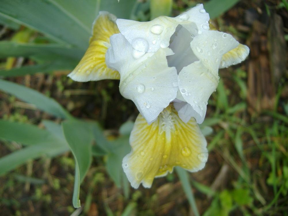 Photo of Standard Dwarf Bearded Iris (Iris 'Irish Halo') uploaded by tveguy3