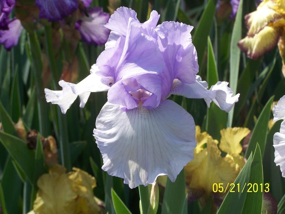 Photo of Tall Bearded Iris (Iris 'Ballerina Blue') uploaded by Misawa77