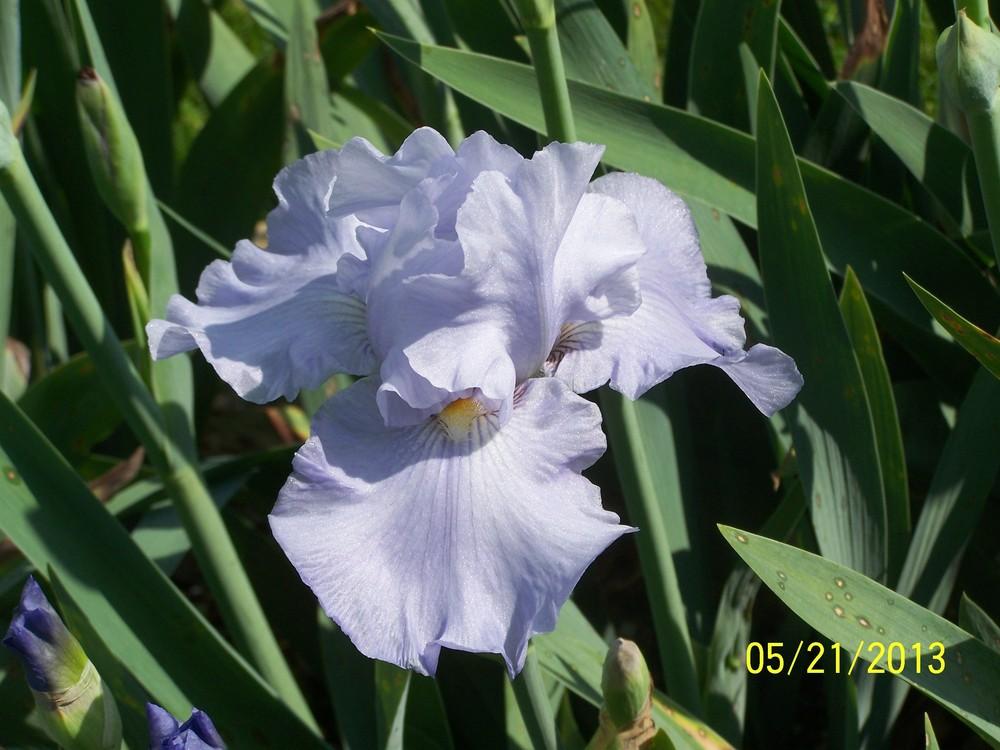 Photo of Tall Bearded Iris (Iris 'Twice Delightful') uploaded by Misawa77