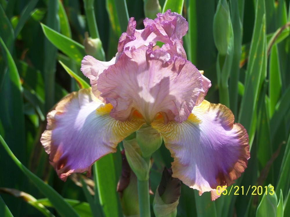 Photo of Tall Bearded Iris (Iris 'Fluent') uploaded by Misawa77