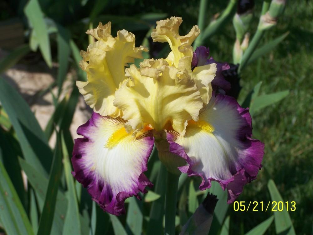 Photo of Tall Bearded Iris (Iris 'Engagement Ring') uploaded by Misawa77