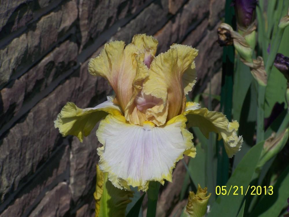 Photo of Tall Bearded Iris (Iris 'Diamond Ring') uploaded by Misawa77