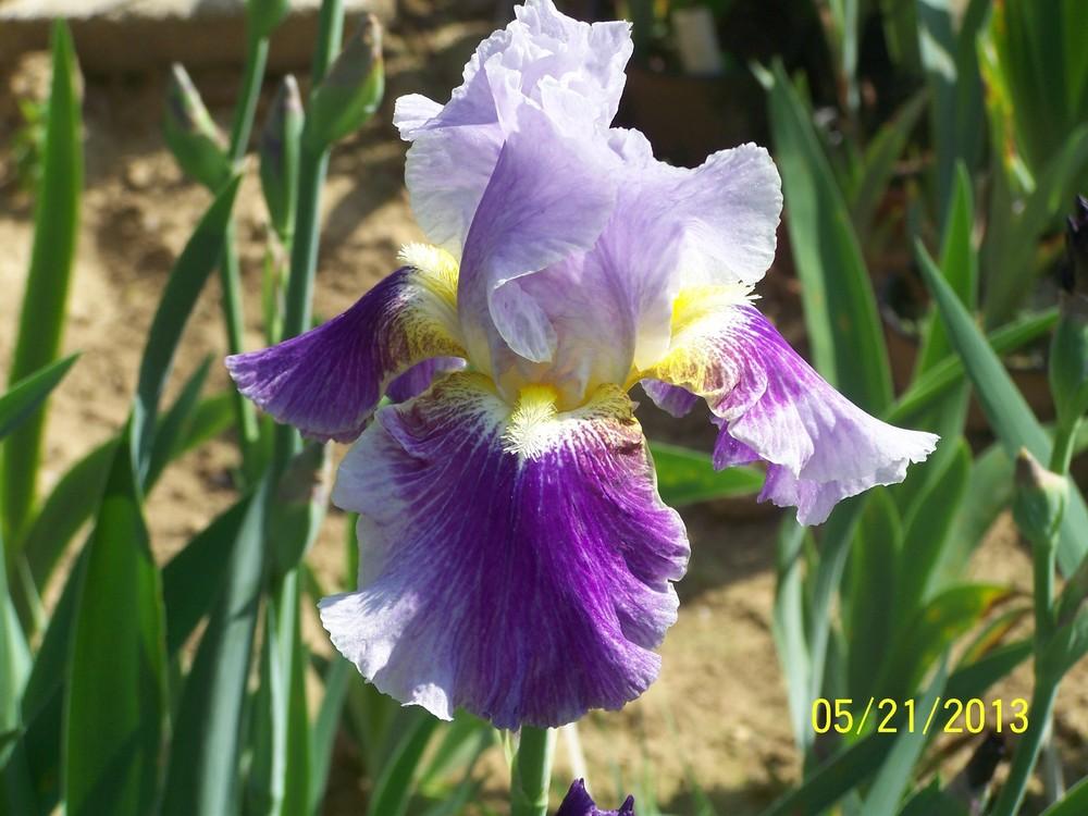 Photo of Tall Bearded Iris (Iris 'Silent Wings') uploaded by Misawa77
