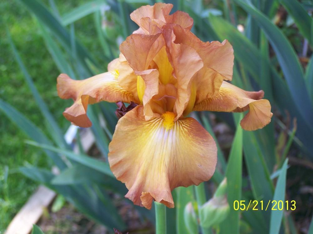 Photo of Tall Bearded Iris (Iris 'Gingeruffle') uploaded by Misawa77