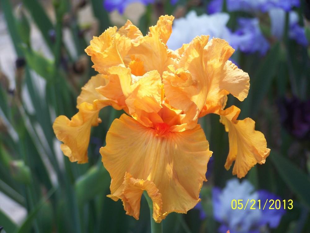 Photo of Tall Bearded Iris (Iris 'Orange King') uploaded by Misawa77