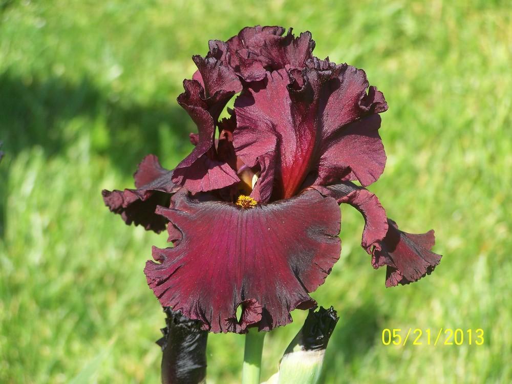 Photo of Tall Bearded Iris (Iris 'Cardinal Rule') uploaded by Misawa77