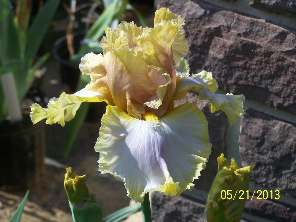 Photo of Tall Bearded Iris (Iris 'Diamond Ring') uploaded by Misawa77