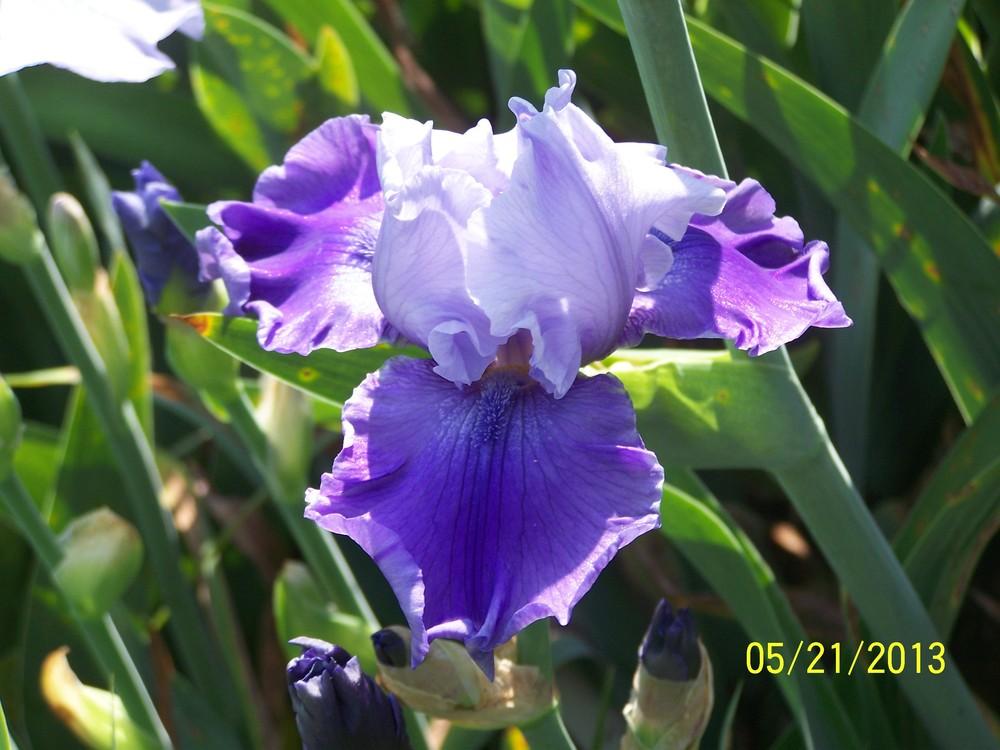 Photo of Tall Bearded Iris (Iris 'High Lonesome') uploaded by Misawa77