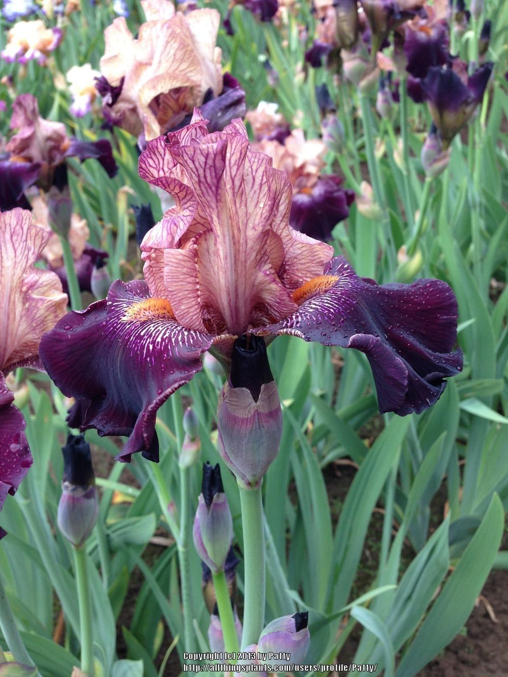 Photo of Tall Bearded Iris (Iris 'Action Packed') uploaded by Patty