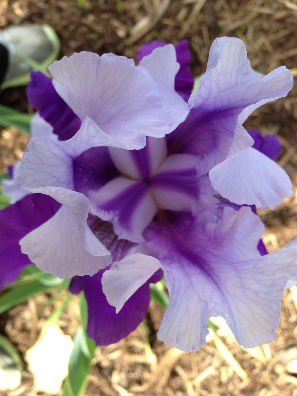 Photo of Tall Bearded Iris (Iris 'Mystique') uploaded by aaronbeck13
