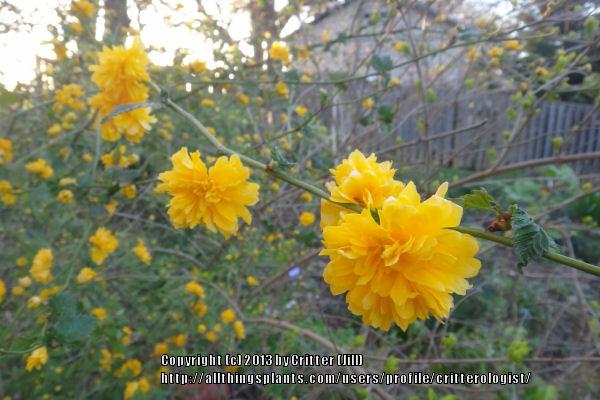 Photo of Double-Flowering Japanese Kerria (Kerria japonica 'Pleniflora') uploaded by critterologist