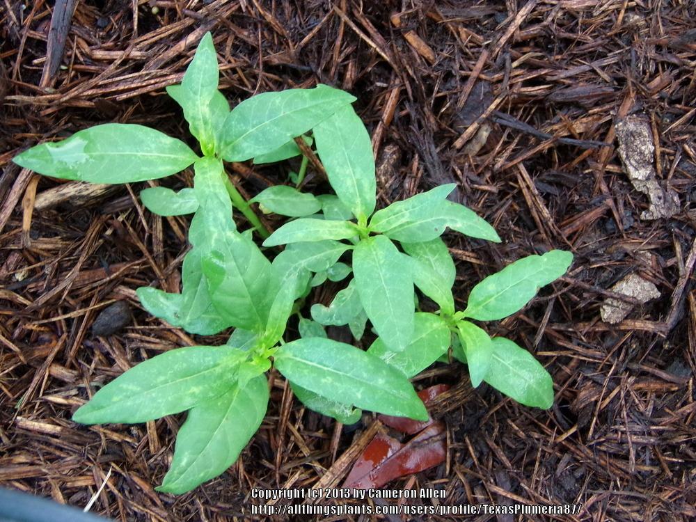 Photo of Tropical Milkweed (Asclepias curassavica) uploaded by TexasPlumeria87